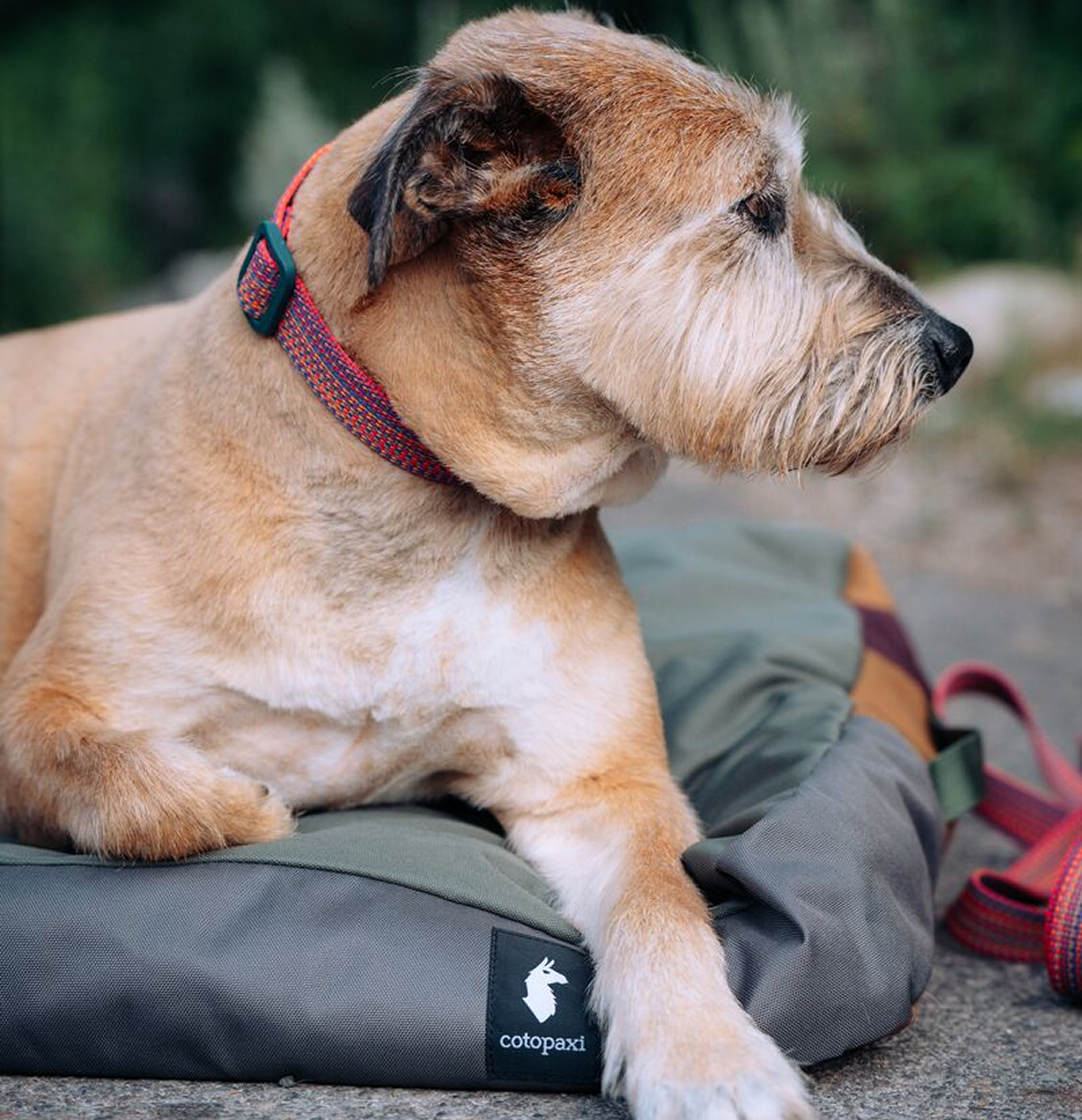 Del D??a Dog Bed - Image 5